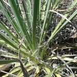 Yucca arkansana Habit