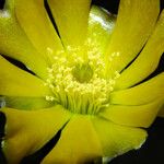 Opuntia ficus-indica Flor