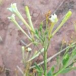 Nicotiana paa Hoja