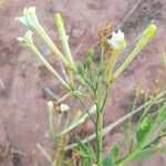 Nicotiana paa Leaf