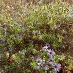 Symphyotrichum oblongifolium फूल