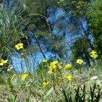 Helianthemum italicum Celota