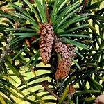 Picea polita Kvet