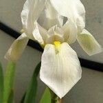 Iris albicans Blomma