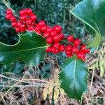 Ilex aquifolium Gyümölcs