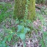 Epipactis helleborine Folio