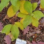 Pterostyrax hispidus Máis