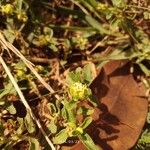 Acanthospermum australe Blüte