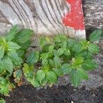 Acalypha arvensis Liść