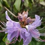 Rhododendron augustinii Virág