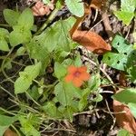 Lysimachia arvensis Fuelha