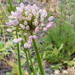 Allium angulosum Цвят