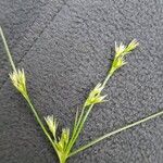 Juncus tenuis Flors