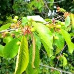 Prunus cerasus Leaf