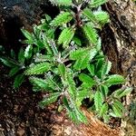 Kalanchoe × houghtonii Habit