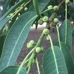 Ficus salicifolia Fruit