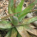 Aloe lateritia आदत