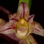 Dendrobium pectinatum Квітка
