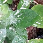 Ruellia blechum Blad