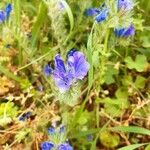 Echium plantagineumKwiat