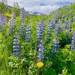Lupinus nootkatensis Cvijet