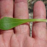 Limonium auriculiursifolium Други