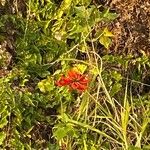 Erythrina variegataFlower