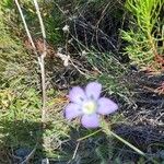Roella ciliata Flor