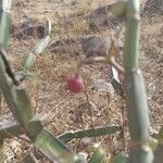 Cissus quadrangularis Fruit