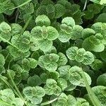 Chrysosplenium oppositifolium Blad