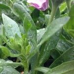 Osteospermum spp. Costuma