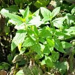 Agastache mexicana Ліст