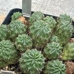 Rebutia steinbachiiΦύλλο