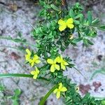 Hypericum hypericoides Квітка