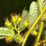 Miconia crenata Feuille