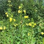 Oenothera biennis花