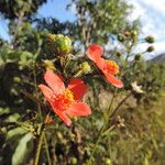 Hibiscus shirensis Flower