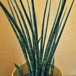 Dracaena stuckyi Blatt