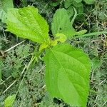 Hibiscus calyphyllus 叶