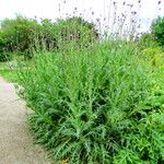 Cirsium canum ശീലം