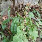 Teucrium scorodoniaKukka