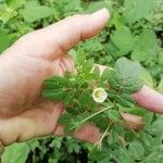 Kallstroemia pubescens Blomma