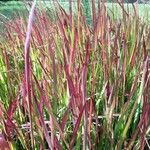 Imperata cylindrica Leaf