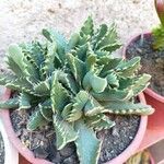 Faucaria tigrina ഇല