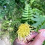 Cirsium erisithales Blomma