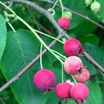 Amelanchier canadensis Gyümölcs