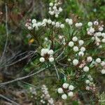 Pancheria elegans Habit