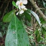 Clusia minor Flor