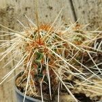 Opuntia polyacantha Habit