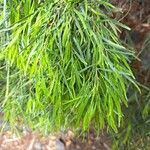 Acacia cognata Fuelha